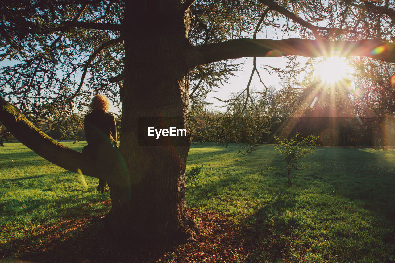 Sun shining through trees on grassy field