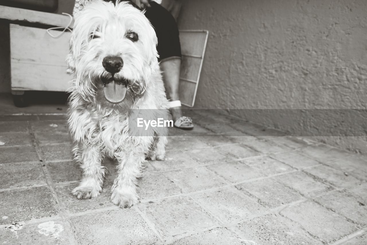 Dog on floor at home