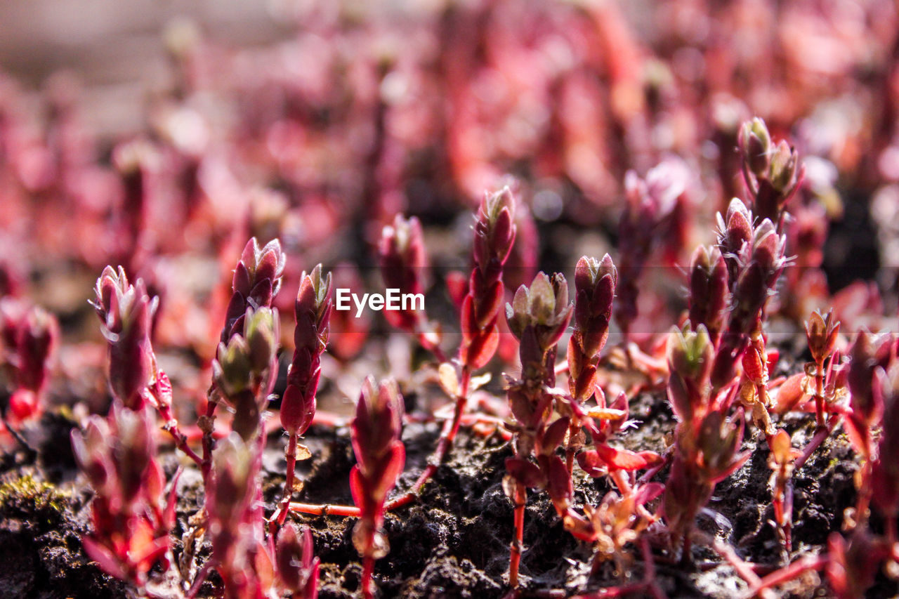 Close-up of pink flowering plants on field