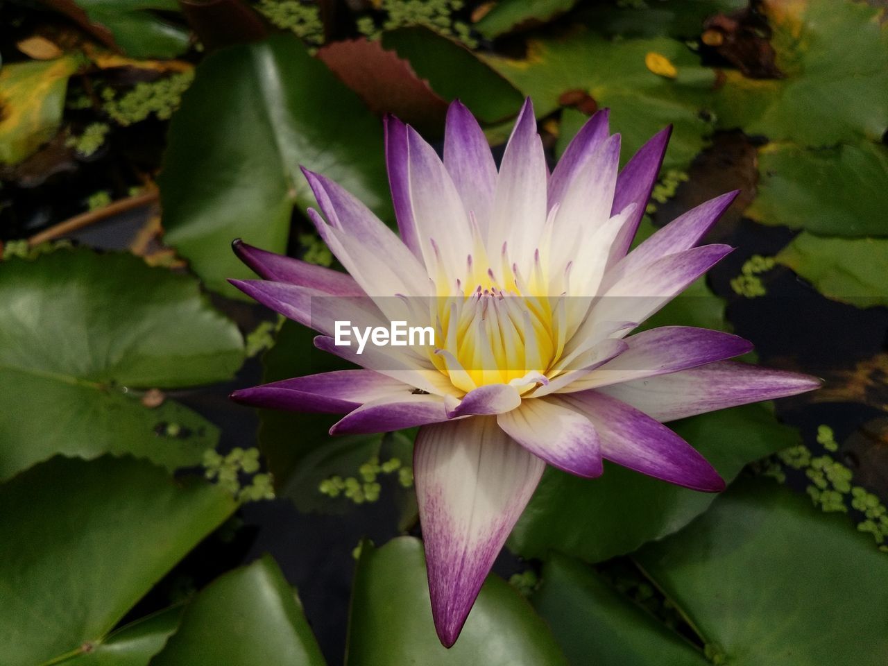 Close-up of purple water lily.