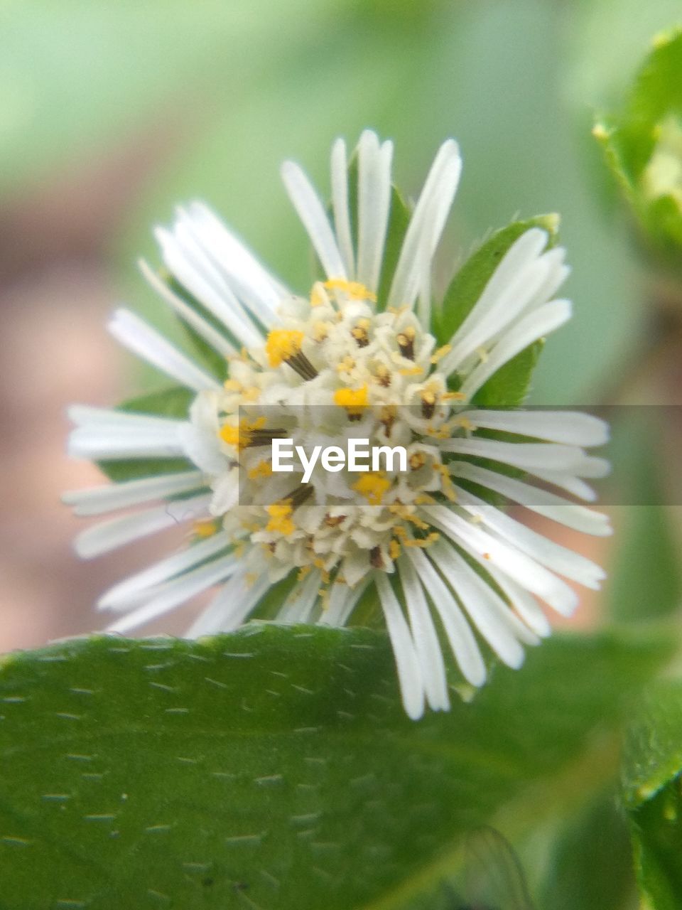 CLOSE-UP OF WHITE DAISY FLOWER