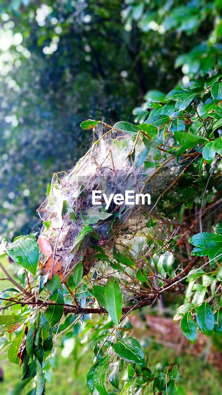 CLOSE-UP OF TREE BRANCHES