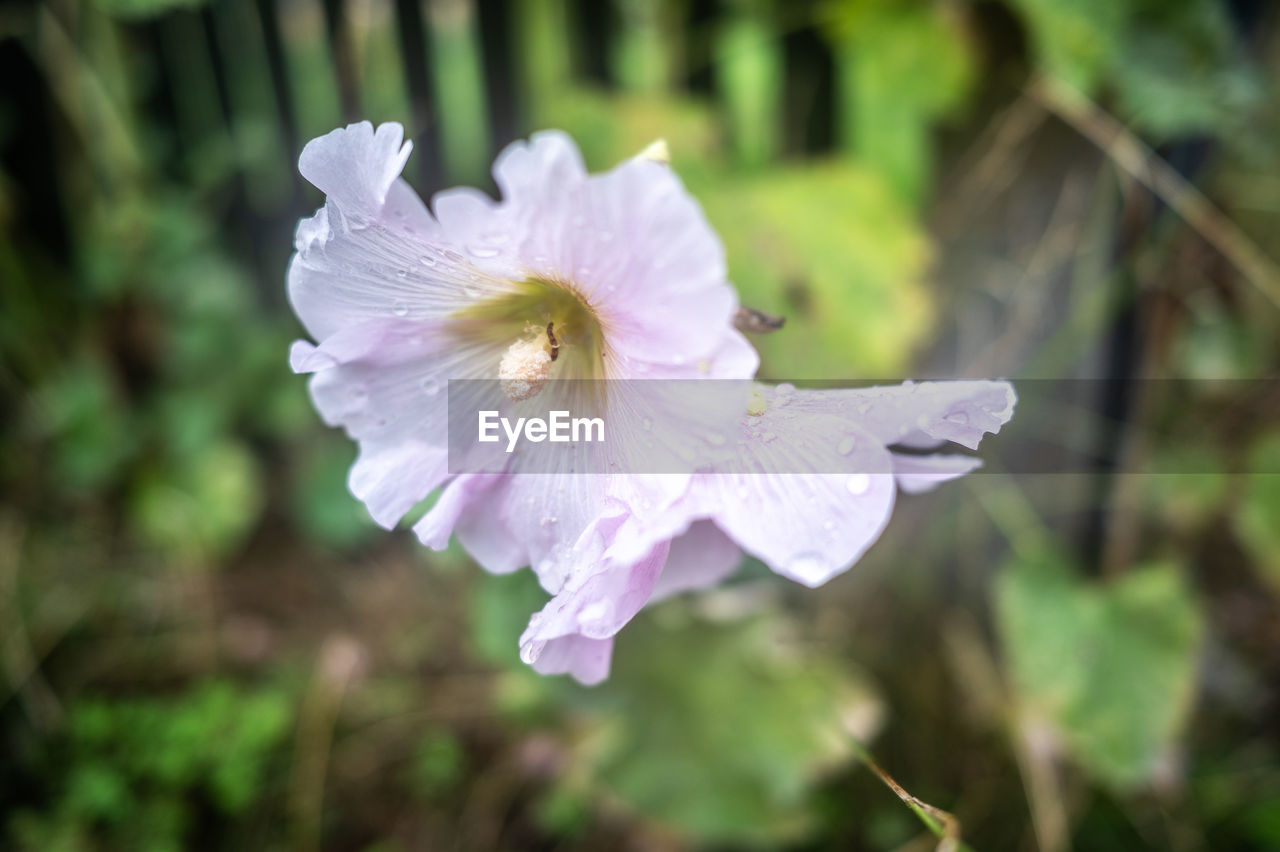 flowering plant, flower, plant, freshness, beauty in nature, petal, close-up, fragility, flower head, inflorescence, growth, nature, focus on foreground, macro photography, wildflower, blossom, white, no people, outdoors, pollen, springtime, botany, day, purple