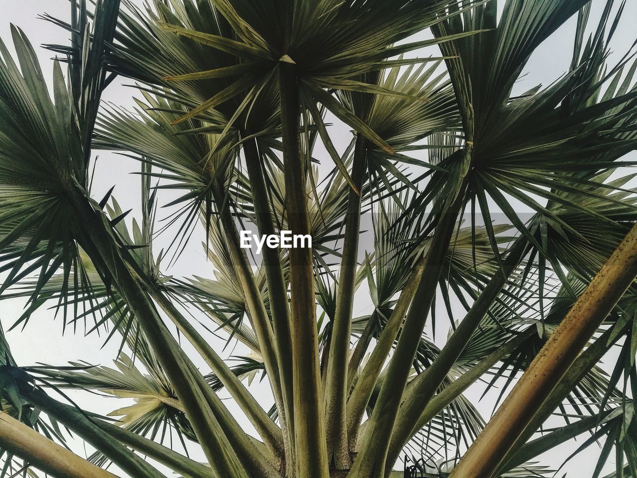 Low angle view of palm trees against sky