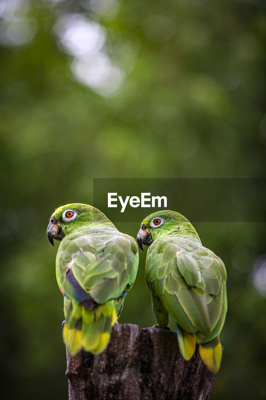 Scaly naped parrots (amazona mercenaria)