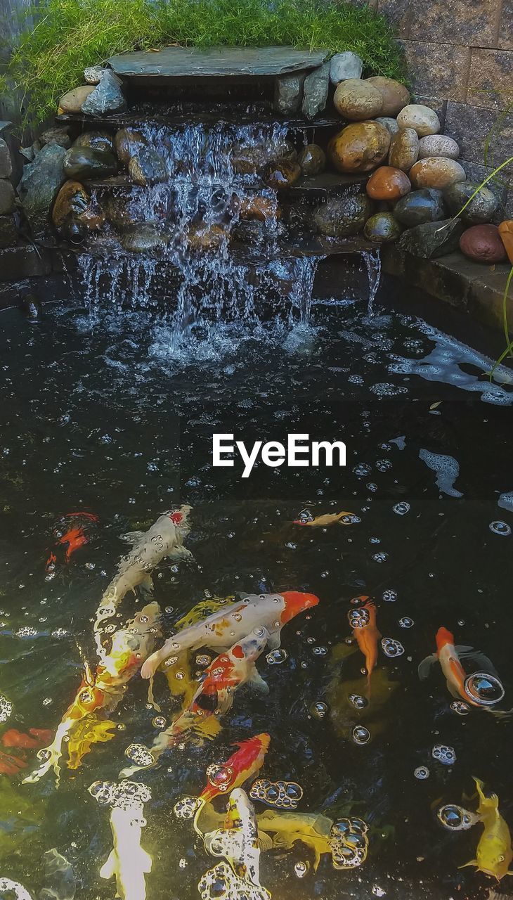 HIGH ANGLE VIEW OF KOI FISH IN POND