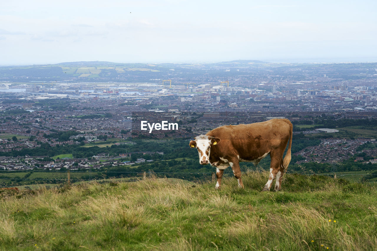 HORSE IN A FIELD