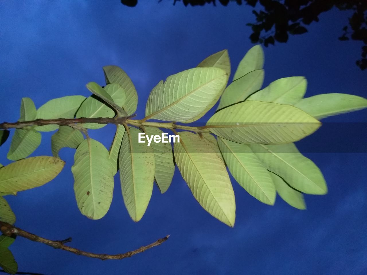 CLOSE-UP OF GREEN LEAVES