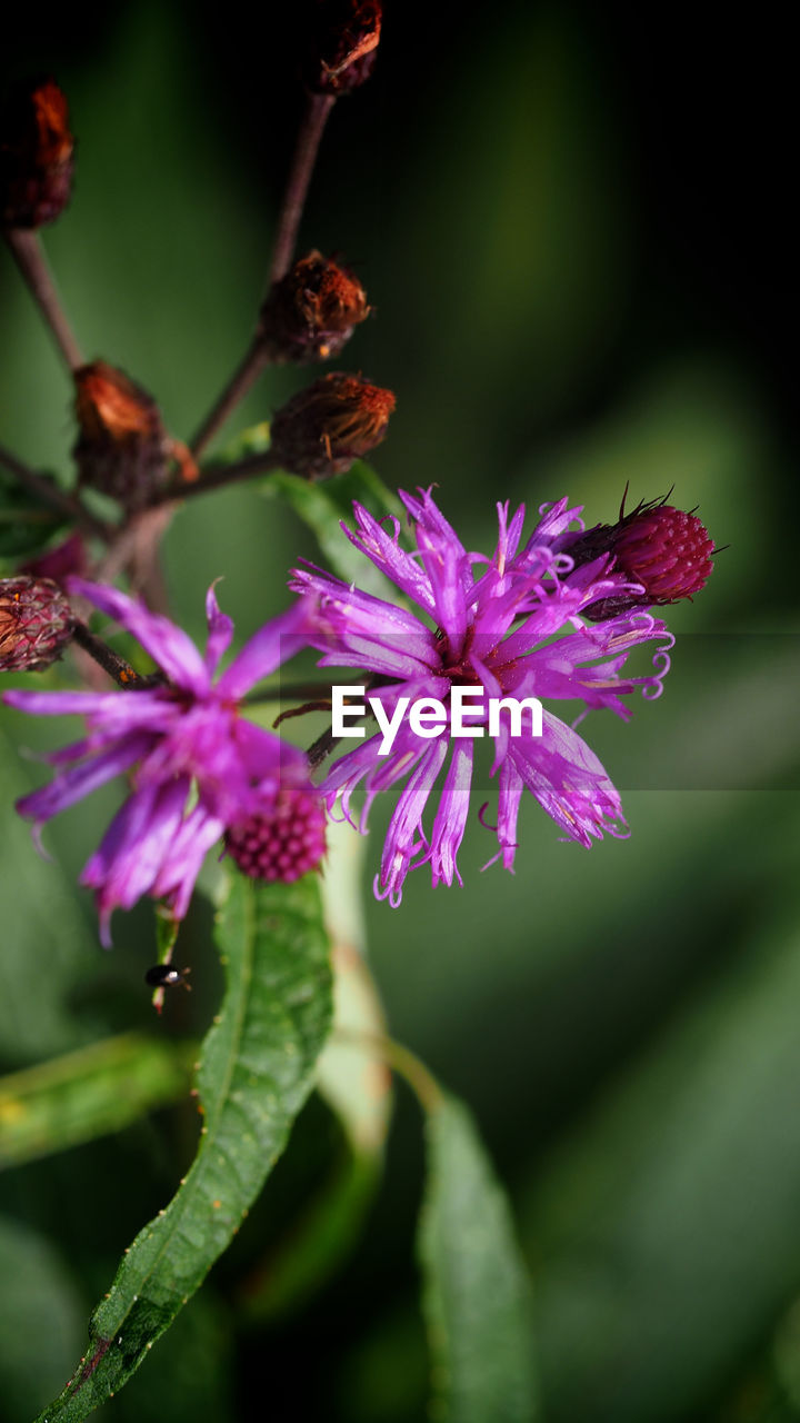 CLOSE-UP OF PURPLE FLOWER BLOOMING