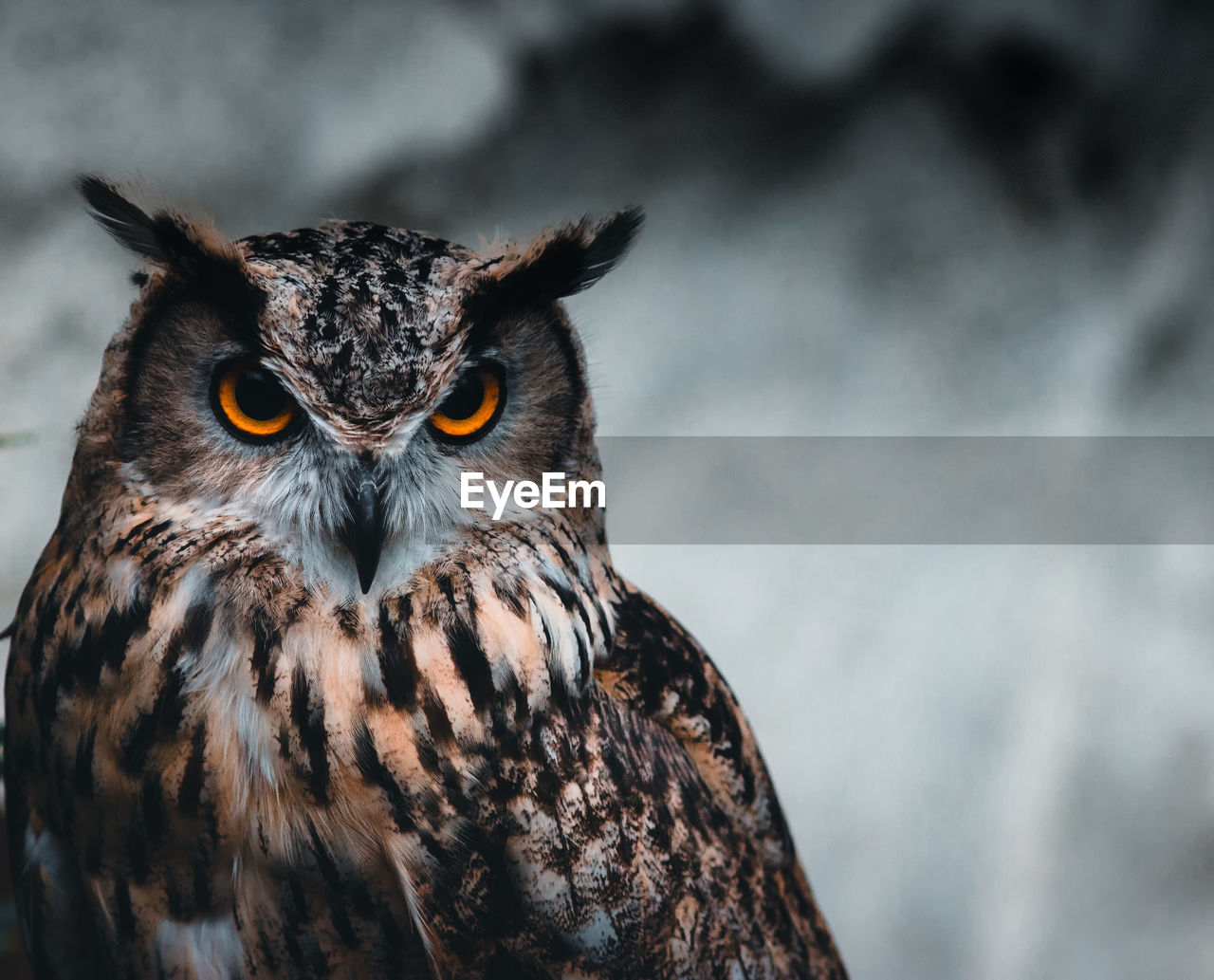 Close-up portrait of owl