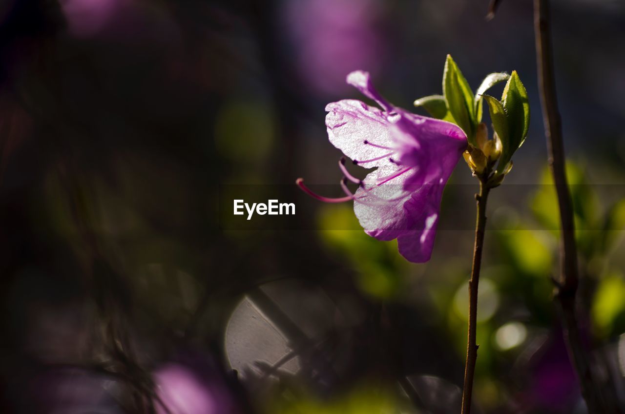 Close-up of pink flowering plant