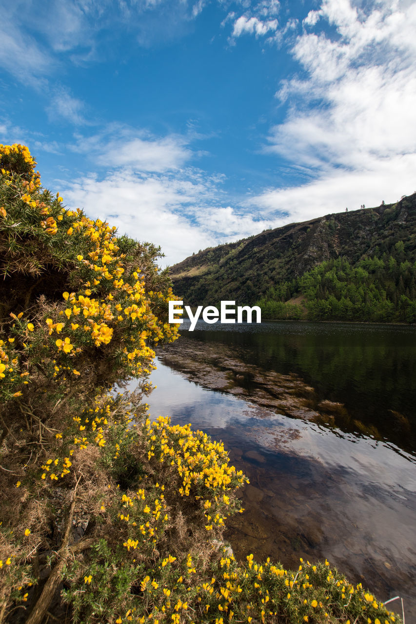 Yellow flowering plants by lake against sky