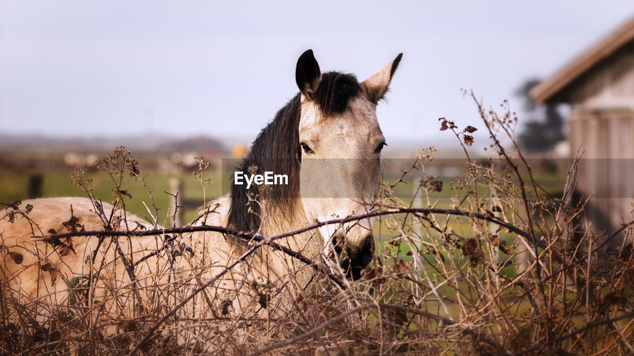 Horse on field against sky