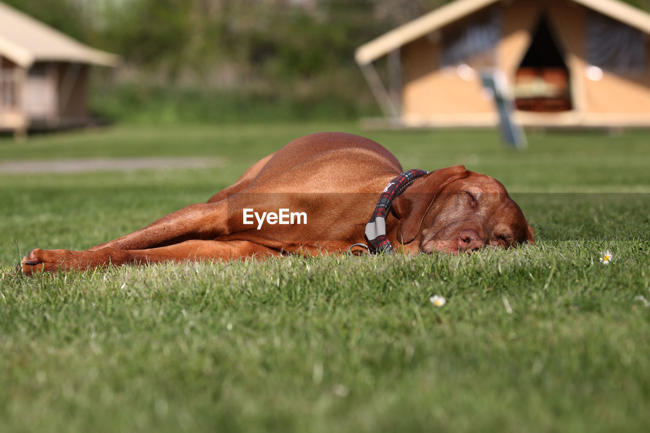 Close-up of dog lying on grass in field