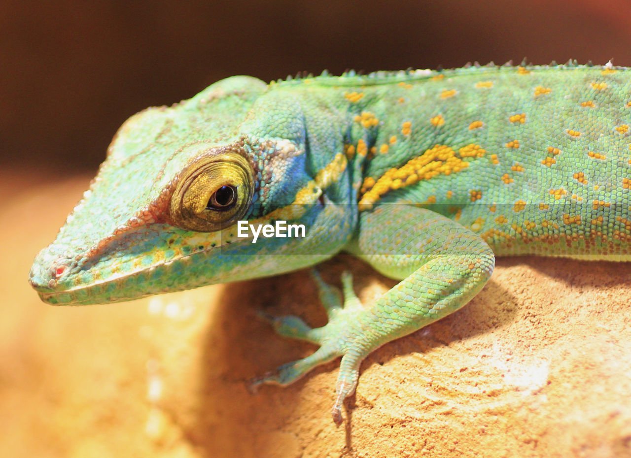 Close-up portrait of lizard on rock