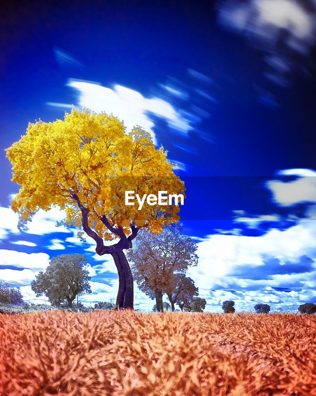 LOW ANGLE VIEW OF TREES AGAINST SKY DURING AUTUMN