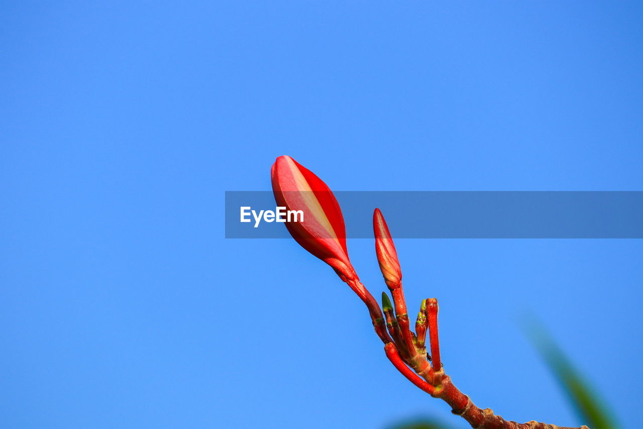 CLOSE-UP OF RED FLOWER AGAINST BLUE SKY