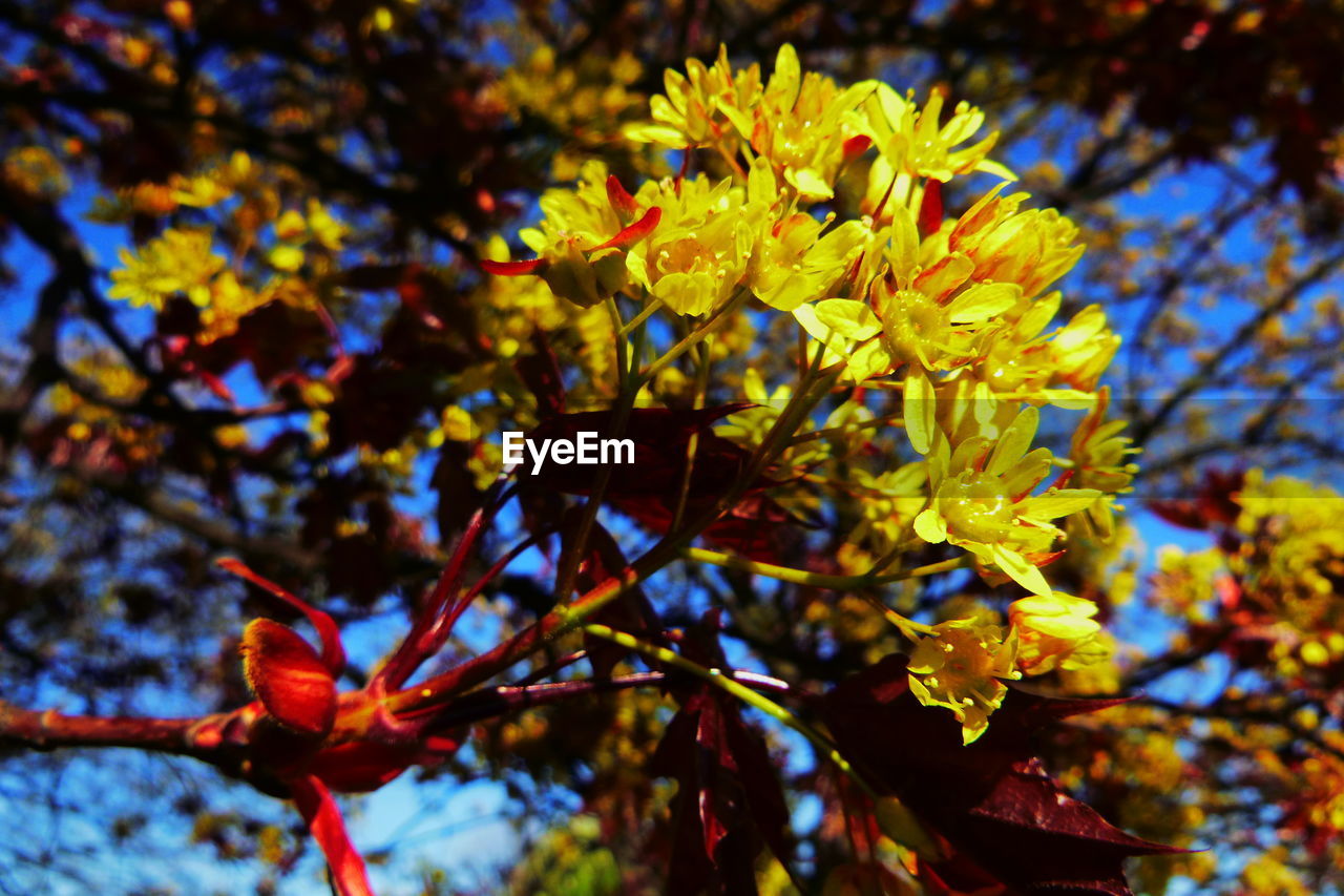 CLOSE-UP OF YELLOW FLOWERING PLANTS