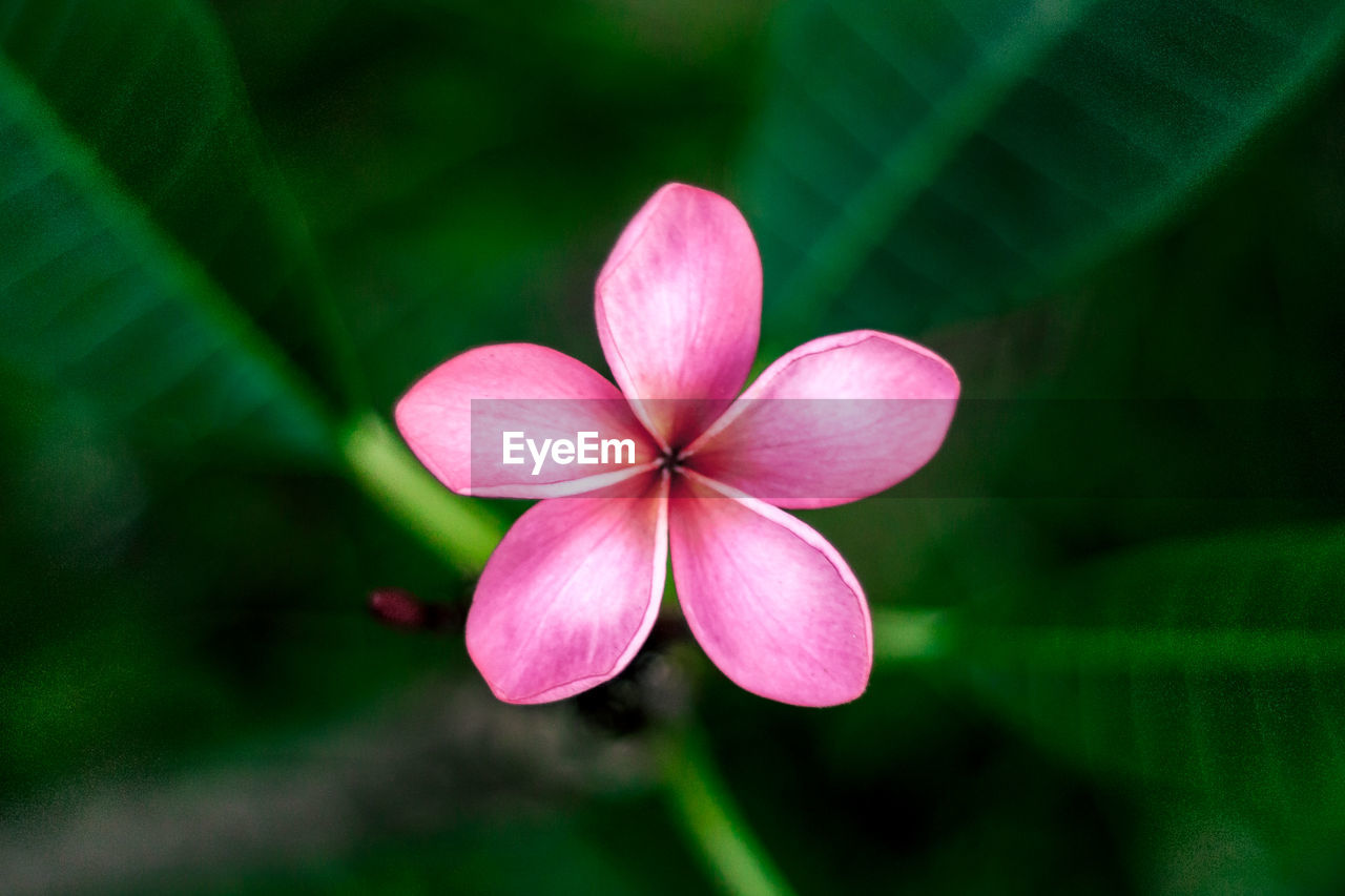 CLOSE-UP OF PINK FLOWER