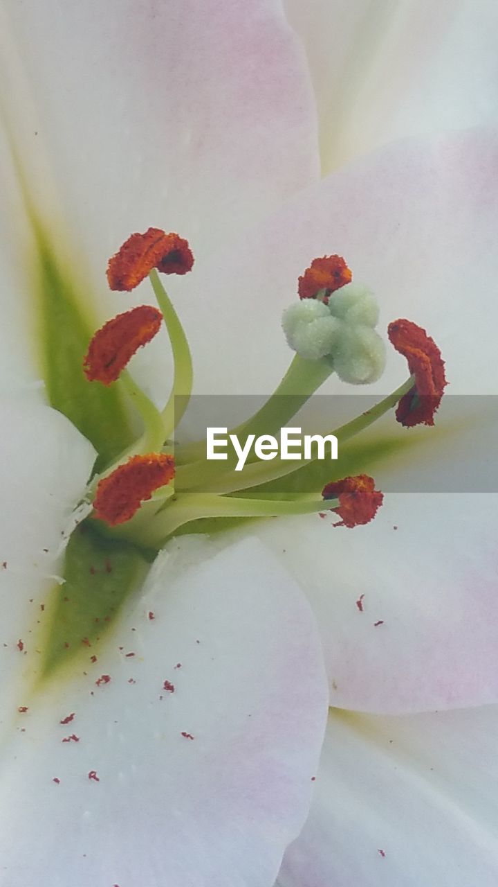 CLOSE-UP OF WHITE FLOWERS BLOOMING