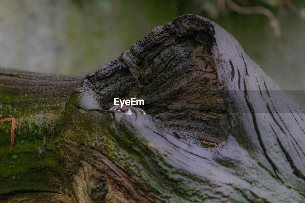 Close-up of moss on tree trunk