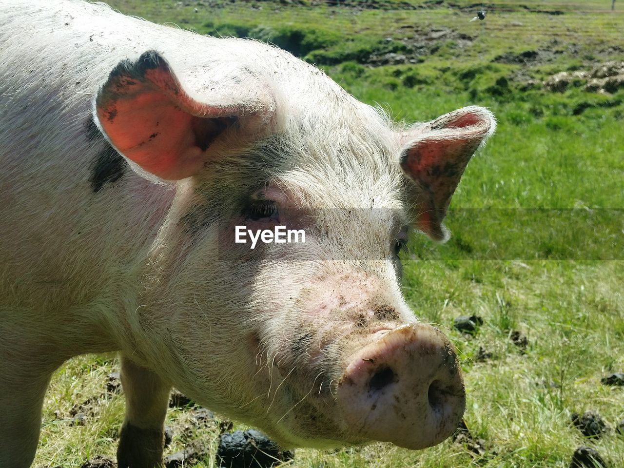 Close-up of a pig on field