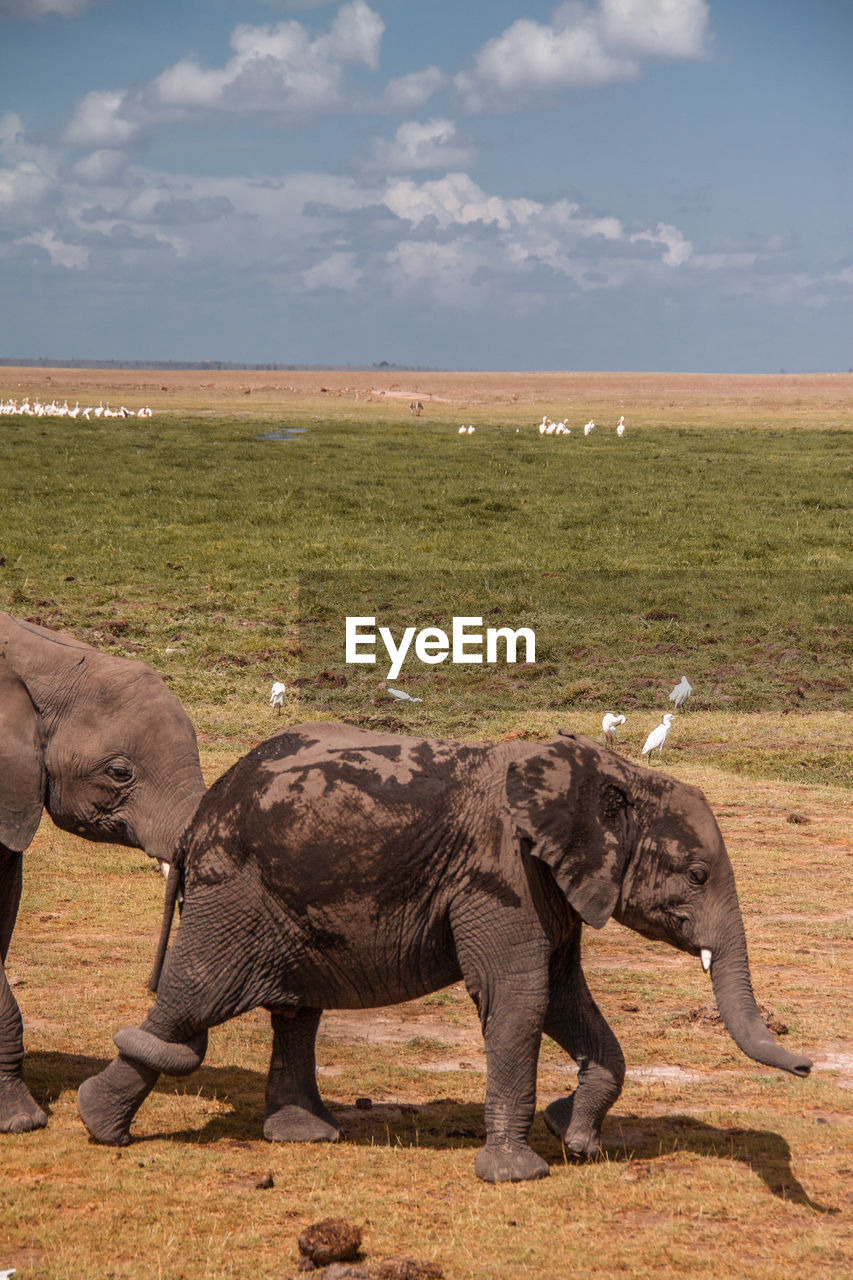 VIEW OF ELEPHANT DRINKING WATER