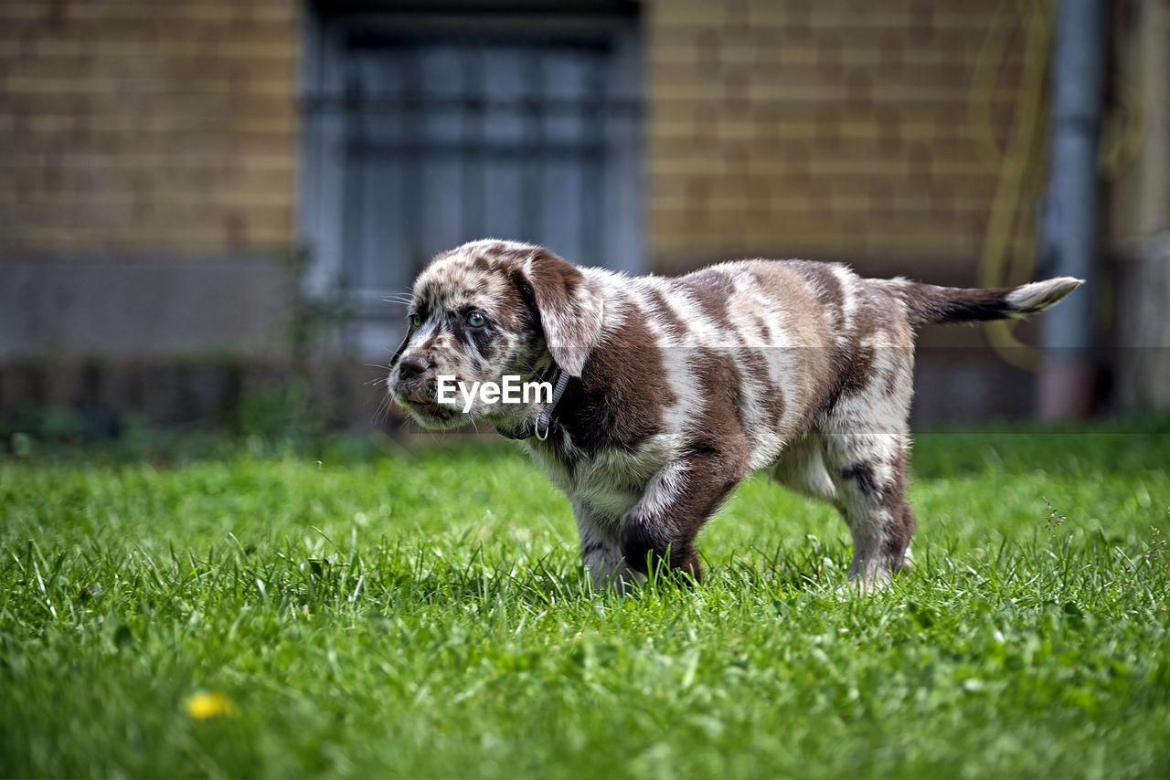 Puppy playing on grass