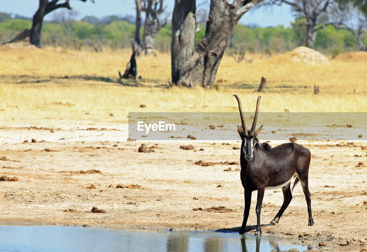 Sable antelope in a field