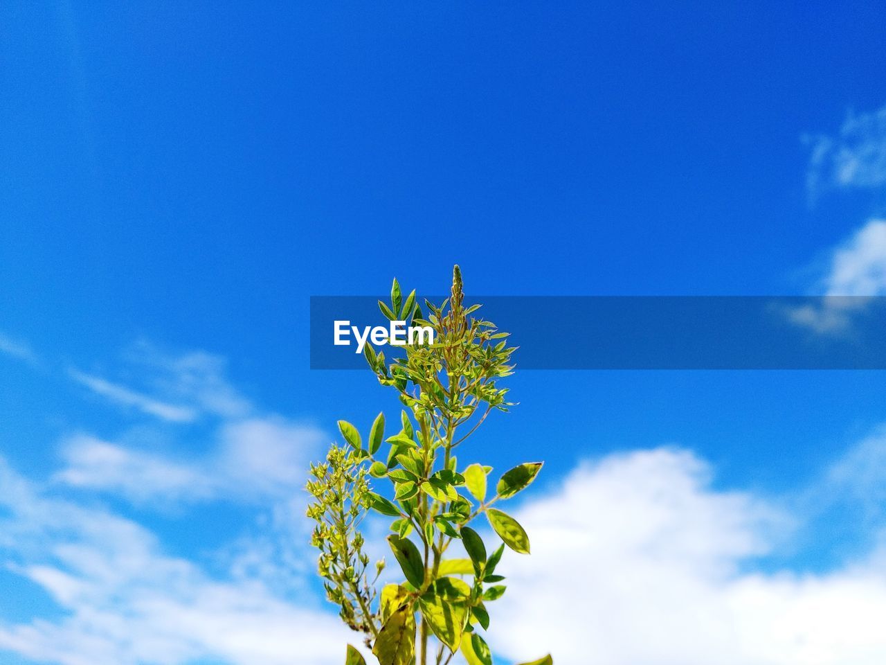 Low angle view of flowering plant against blue sky