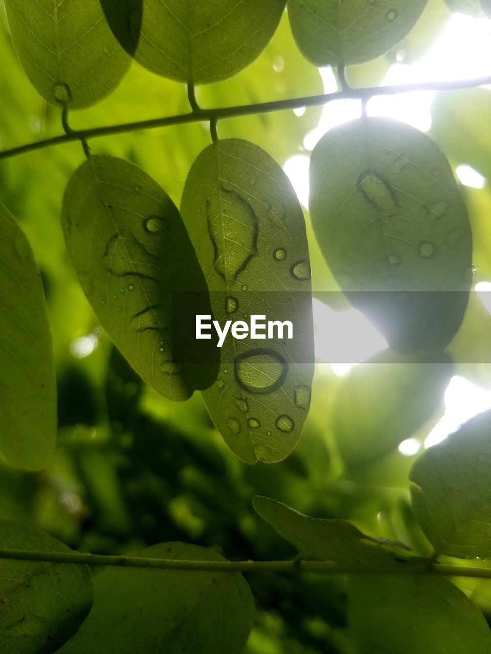 CLOSE-UP OF WATER DROPS ON LEAVES