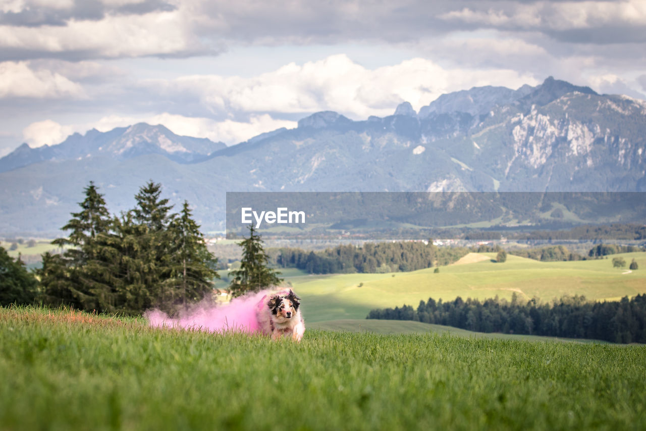 Dog with powder paint running on grassy landscape against mountains