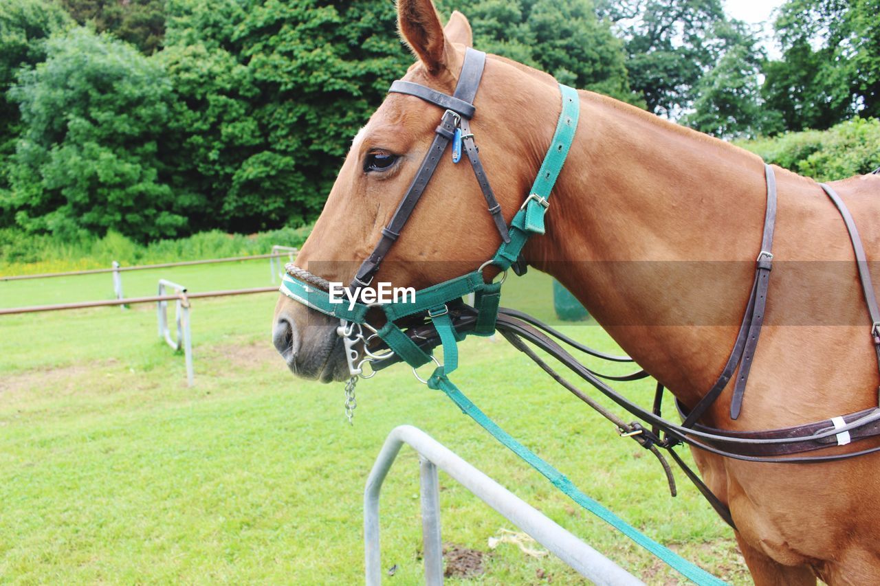 HORSE CART ON FIELD BY TREES