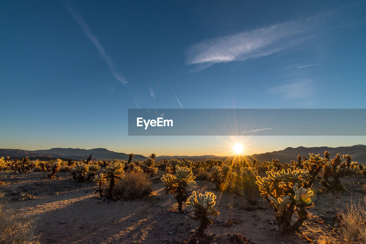 Scenic view of the cholla cactus garden in joshua tree national park, california at sunrise 