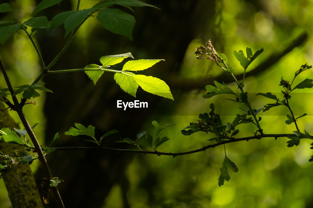 Close-up of leaves against blurred background