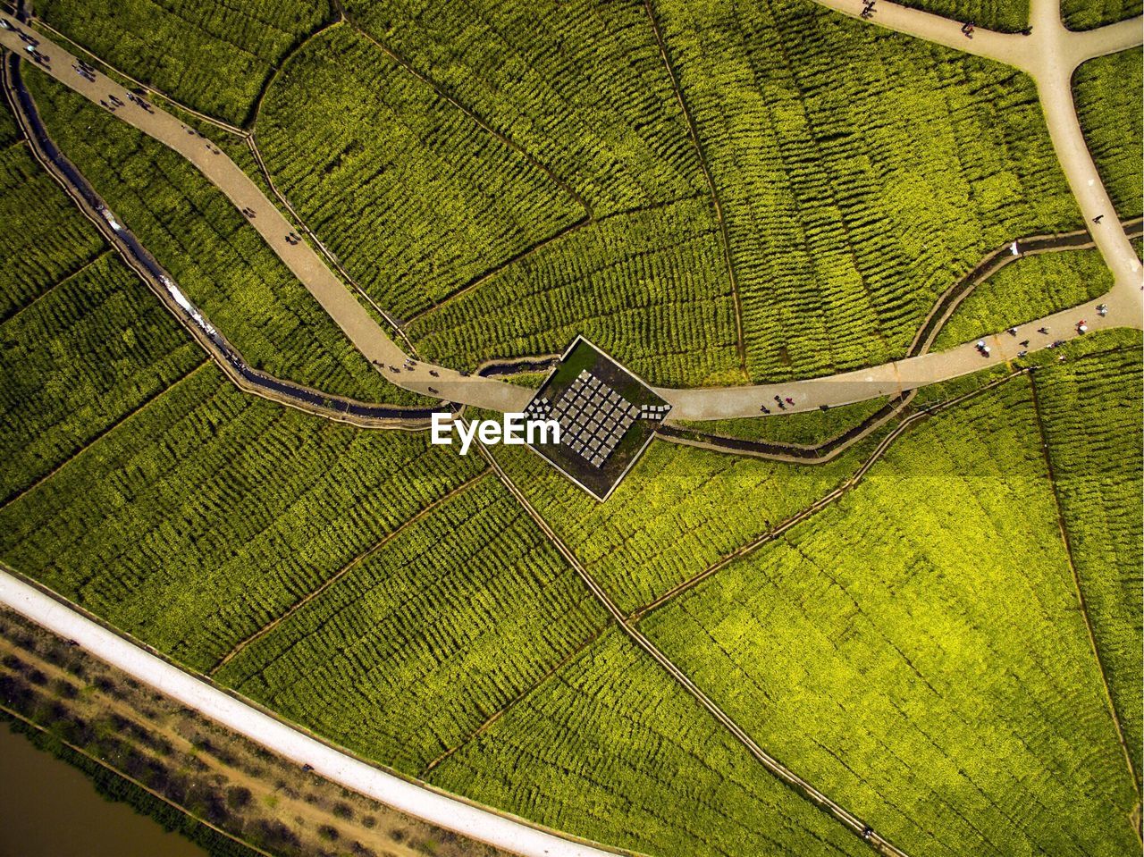 Directly above shot of green landscape