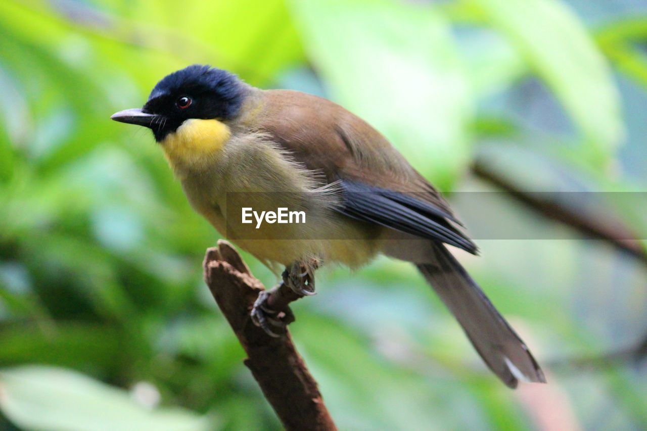 Close-up of bird perching on branch