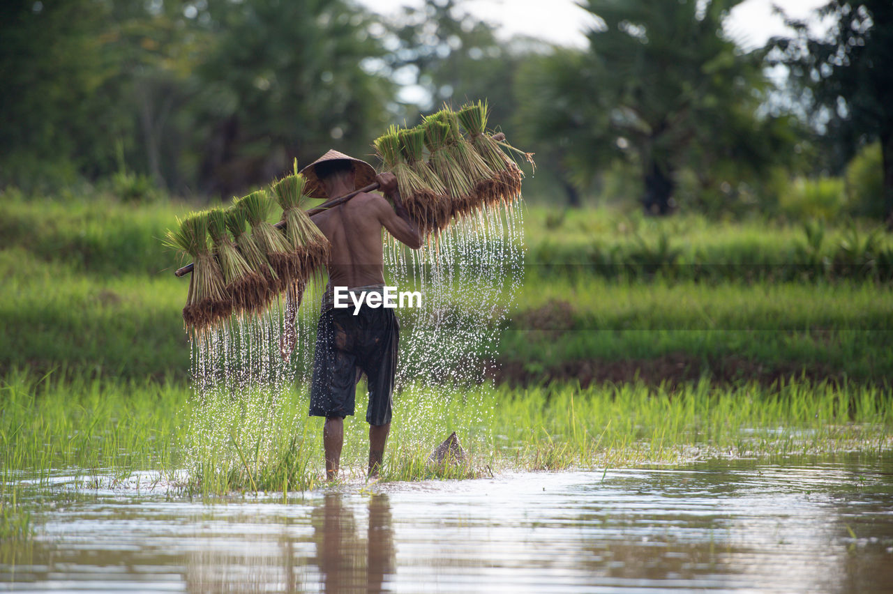 Asian farmer bearing rice seedlings on the back before the grown in paddy field