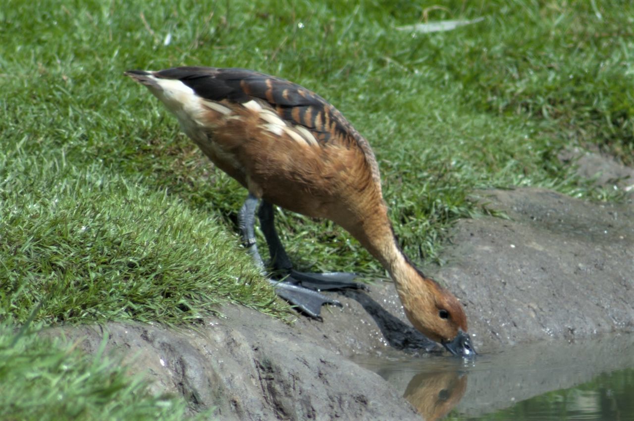 CLOSE-UP OF BIRD IN WATER