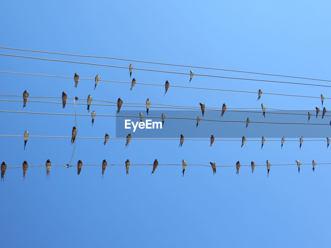 Low angle view of birds perching on cables against clear blue sky