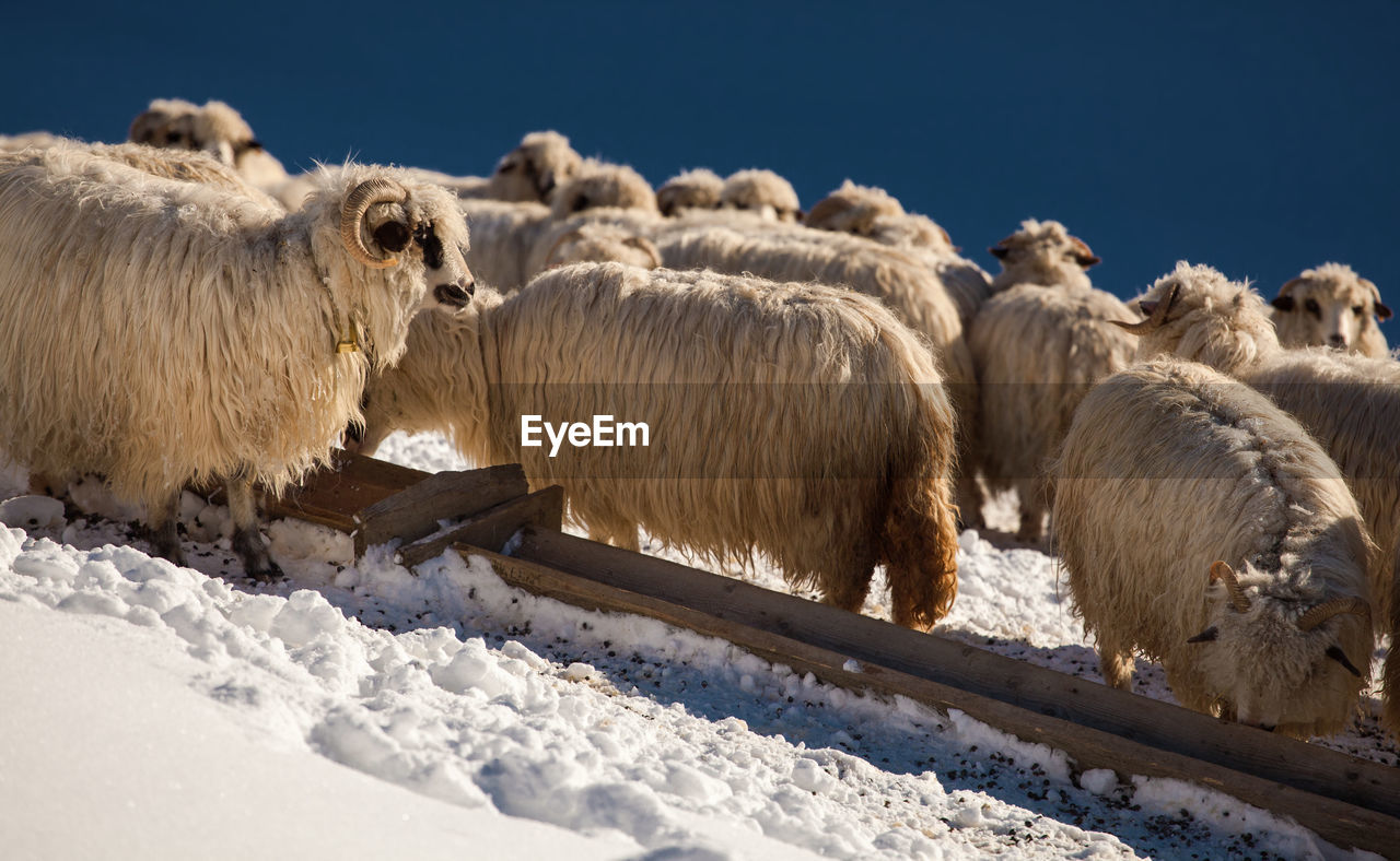 Sheep on field against sky during winter