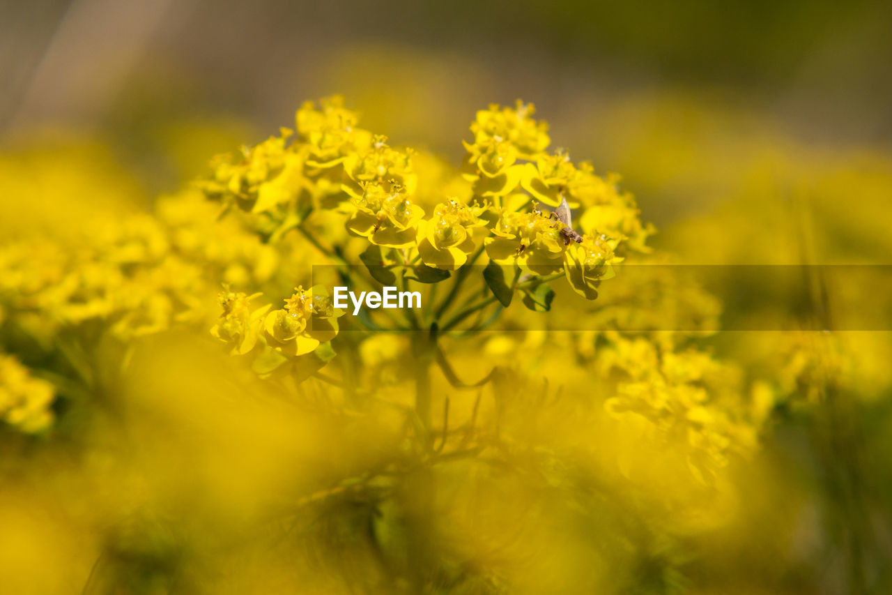 plant, yellow, flower, flowering plant, rapeseed, food, beauty in nature, freshness, produce, vegetable, canola, growth, nature, field, agriculture, selective focus, landscape, rural scene, mustard, sunlight, springtime, macro photography, brassica rapa, close-up, land, oilseed rape, environment, fragility, crop, no people, blossom, vibrant color, summer, outdoors, food and drink, farm, day, green, tranquility, flower head, meadow, plain, botany
