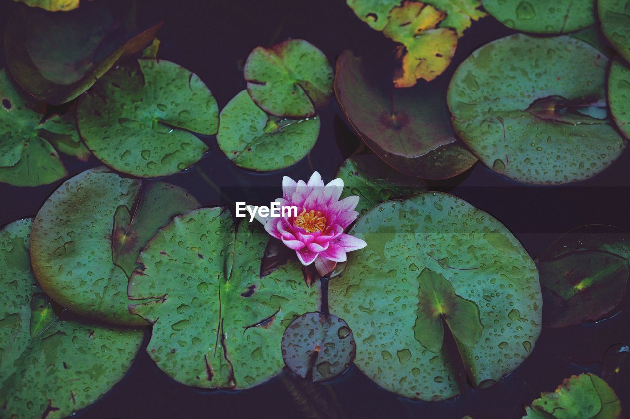 High angle view of pink water lily amidst leaves on pond