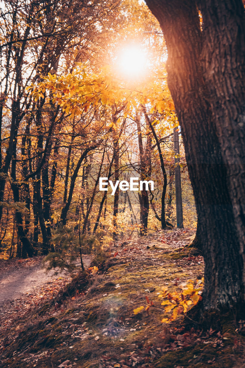 SUN STREAMING THROUGH TREES IN FOREST DURING AUTUMN