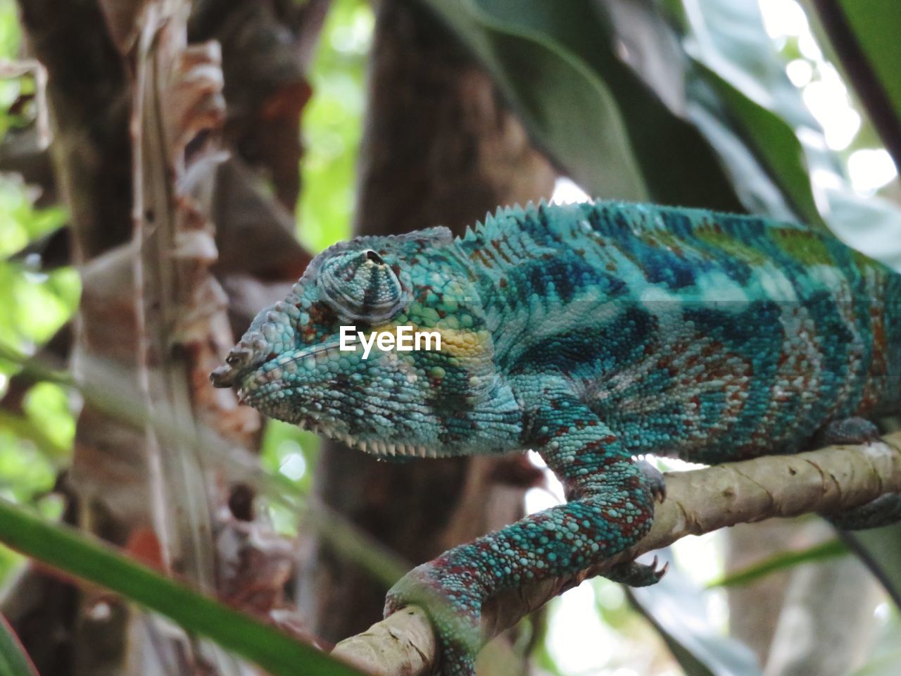 CLOSE-UP OF A LIZARD ON BRANCH