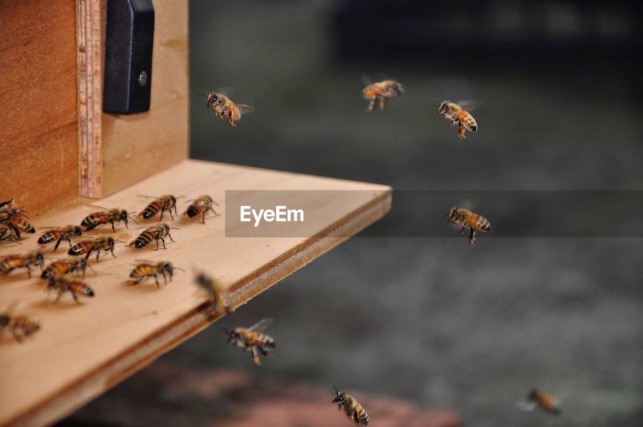 Close-up of bee flying