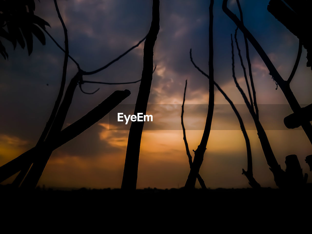 Close-up of silhouette plants on field against sky at sunset