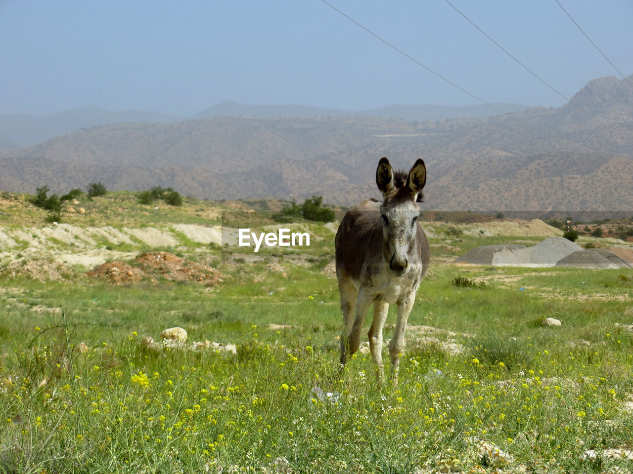 View of a donkey on field