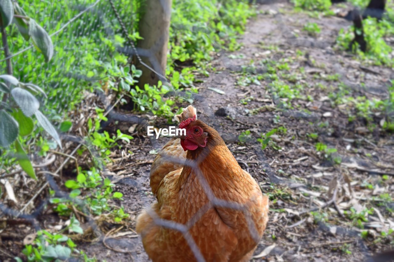 Close-up of chicken in pen