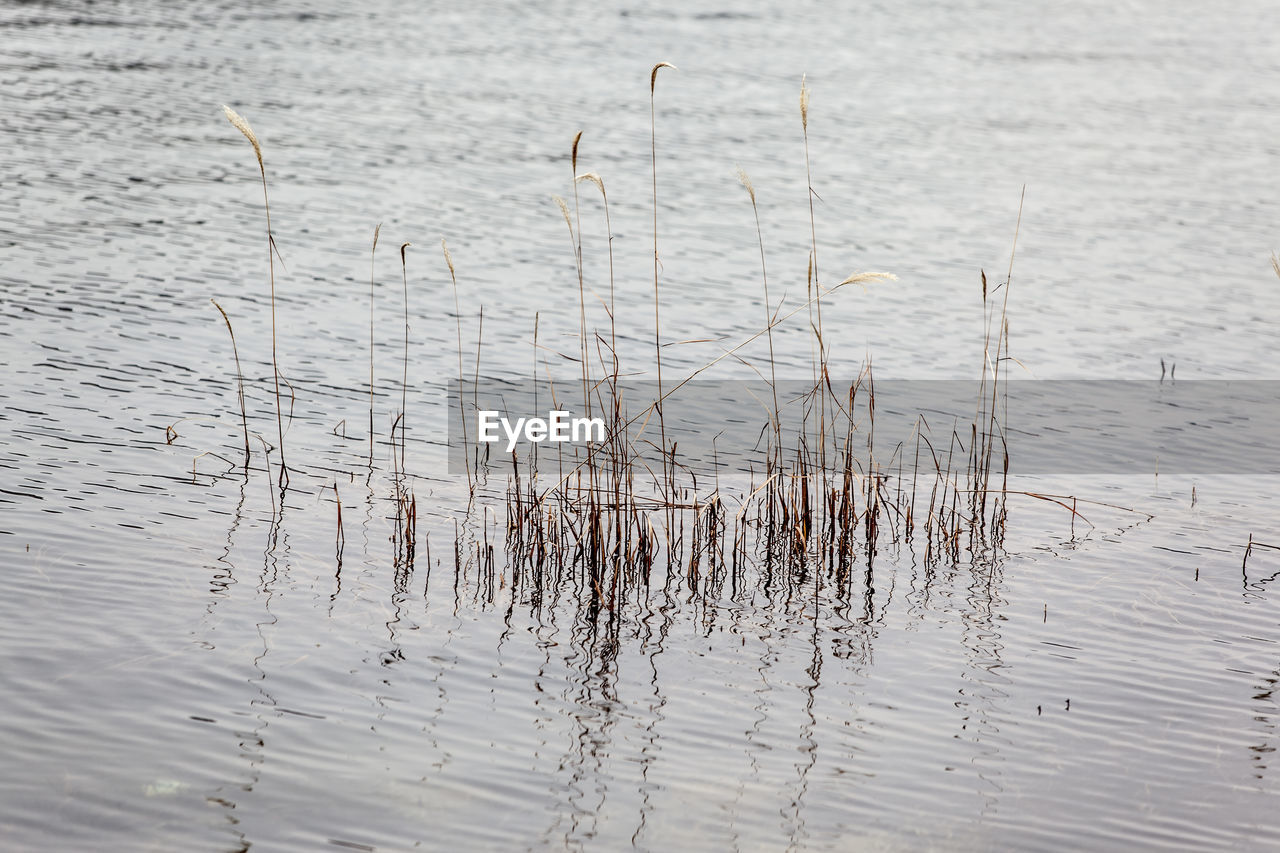 Plants growing in lake